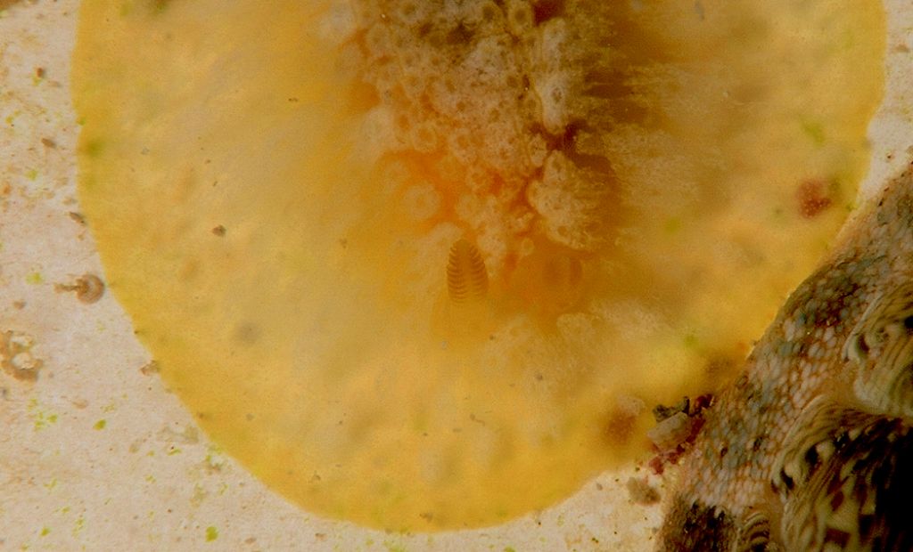Doriopsilla areolata